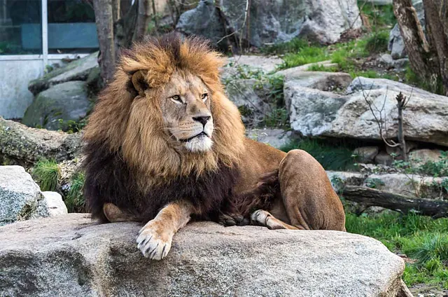 Ein Löwe mit einer dichten Mähne liegt entspannt auf einem großen Felsen im Plättli-Zoo in Frauenfeld, Schweiz.