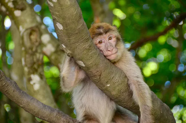 Affenberg Salem – Ein Affe sitzt auf einem Baumstamm und hält sich mit einer Hand am Ast fest. Im Hintergrund sind grüne Blätter sichtbar. Der Text 'AFFENBERG Salem' ist am unteren Bildrand zu sehen.
