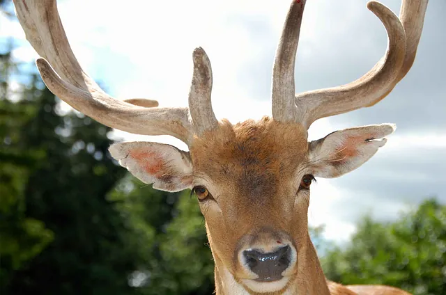 Nahaufnahme eines Rehs mit großen, verzweigten Geweih. Der Hintergrund zeigt verschwommene Bäume. Sichtbarer Text: 'WILD- UND FREIZEITPARK Allensbach'.